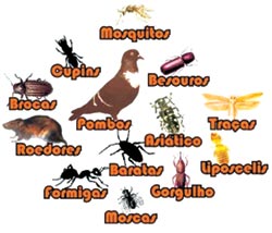 SABEX_PRAGAS_Dedetização, Descupinização, Desratização,
Desinsetização de ambientes