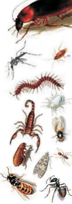 SABEX_PRAGAS_Dedetização, Descupinização, Desratização,
Desinsetização de ambientes